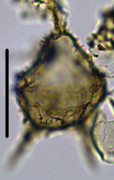 Cerodinium cpx denticulate Dden27X2013001045b.jpg